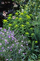 Linum perenne growing in border with Euphorbia wallichii and Sambucus nigra 'Guincho Purple' flowering in June