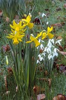 Narcissus 'February Gold' growing with Galanthus 