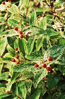 Hypericum androsaemum 'Gladys Brabazon', close-up of berries 