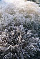 Frosted grasses, chasmanthium latifolium, eragrostis curvula and molinia caerulea in December. Cambridge botanic garden
