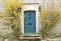 Country house - forsythia flowering either side of blue front door 