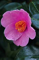 Camellia x williamsii 'Saint Ewe', close-up of flower after rain