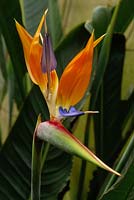 Strelitzia reginae - Bird of Paradise flower, March.