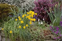 Narcissus bulbocodium planted in top of wall, with erica, aubretia and muscari, April