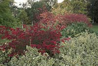 Autumnal association of Euonymus fortunei 'Silver Queen', Euonymus alatus and Euonymus planipes in background, October. Cambridge Botanic Gardens.