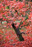 Acer palmatum - Westonbirt Arboretum, UK
