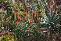 Aloe arborescens, Botanical gardens, Funchal, Madeira  