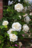 Rosa 'Paul's Lemon Pillar' - David Austin Rose Garden, Wolverhampton, UK