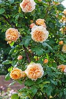 Rosa 'Crown Princess Margareta' - David Austin Rose Garden, Wolverhampton, UK