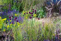 The One Show Garden. Allium 'Drumstick' against a backdrop of Sedum 'Jose Aubergine', Deschampsia cespitosa, Pennisetum setaceum 'Rubrum' and Euphorbia seguieriana ssp. niciciana 