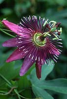 Passiflora x violacea, syn. p. caeruleo-racemosa