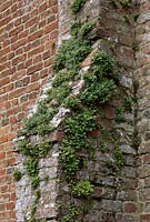Asplenium ruta-muraria - wall rue growing on buttress of old barn, Richard's Hardy Ferns