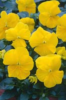 Viola x wittrockiana 'Universal Yellow'