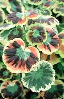 Pelargonium 'Mrs Henry Fox'
