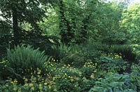 Woodland garden with hosta, primula bulleyana, dryopteris filix-mas, meconopsis cambrica and acer
