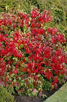 Viburnum x juddii, autumn leaf colour