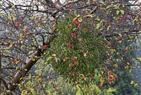 Viscum album - mistletoe on Malus x robusta 'Red Sentinel', Cambridge University Botanic Gardens
