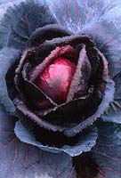 Cabbage 'Ruby Ball' 
