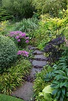 A small curved stone path with Ajuga planted in the gaps between the slabs. Planting includes variegated box, Alstromeria, Sambucus nigra and liriope muscari edging.