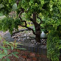 An unusual contorted ginkgo tree with small water feature underneath.