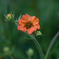 Geum Totally Tangerine, a herbaceous perennial bearing small bright flowers