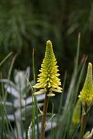 Kniphofia 'Pineapple Popsicle', red hot poker