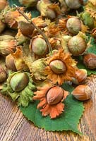 Hazelnuts on table top - Corylus avellana