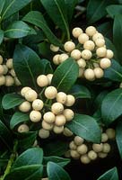 Skimmia japonica 'Wakehurst White', syn Skimmia japonica 'Fructo Alba'. Female plant