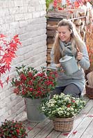 Woman watering pation pots planted with Skimmia japonica 'Kew White' and 'Winnie Dwarf' 