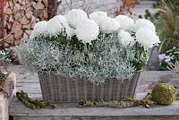 Basket planted with Chrysanthemum grandiflorum 'Malibu', Calocephalus and Calluna Garden Girls 'Helena' with moss ball and branches