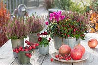 Calluna vulgaris Garden Girls 'Liliane', Gaultheria, Cyclamen, Viola cornuta, Punica, Malus and rosehips used as decoration