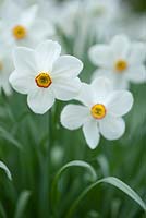 Narcissus 'Actaea'. syn. Narcissus poeticus 'Actaea'. April, Spring.