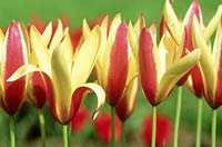 Tulipa clusiana - miscellaneous tulip group, April