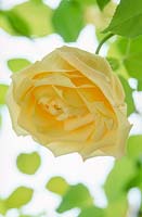 Rosa 'Marechal Niel', yellow noisette rose 
