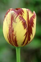Tulipa 'Sir Joseph Paxton' 