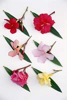 Nerium oleander - unnamed cut out on white background