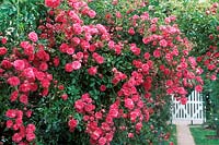 Rosa 'Minnehaha' overhanging path, view to white gate