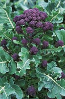 Brassica, early purple sprouting broccoli, March
