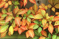 Close up of Parthenocissus henryana autumn leaf colour