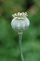 papaver somniferum - seed pod of poppy after flower spent