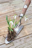 Flowering Galanthus bulbs sat on a trowel on a wooden surface