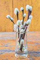 Floral display of Pussy willow in a glass vase