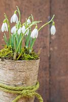 Galanthus underplanted with moss in a natural container of birch bark