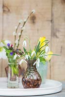 Floral display of Galanthus, Pulmonaria, Tulips and Pussy willow in glass vases
