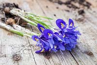 Flowering Iris reticulata bulbs on a wooden surface