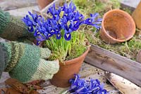 Planting up terracotta pots with Iris reticulata