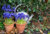 Pots of Iris reticulata accompanied by a watering can