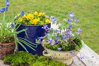 Anemone blanda, Eranthis, Muscari and Moss in cooking pot and colander 