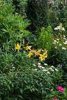 A mixed border with yellow and white lillies, oxeye daisies, tree peony, hydrangea and verbena.
