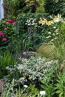 A small stone bird bath amongst a border with yellow and white lillies, oxeye daisies, tree peony, hydrangea, lavender stipa grass and variegated euonymus.